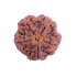 5 Mukhi Rudraksha Size 28.36 mm (Certified)