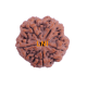 5 Mukhi Rudraksha Size 27.64 mm (With Lab Certificate) image