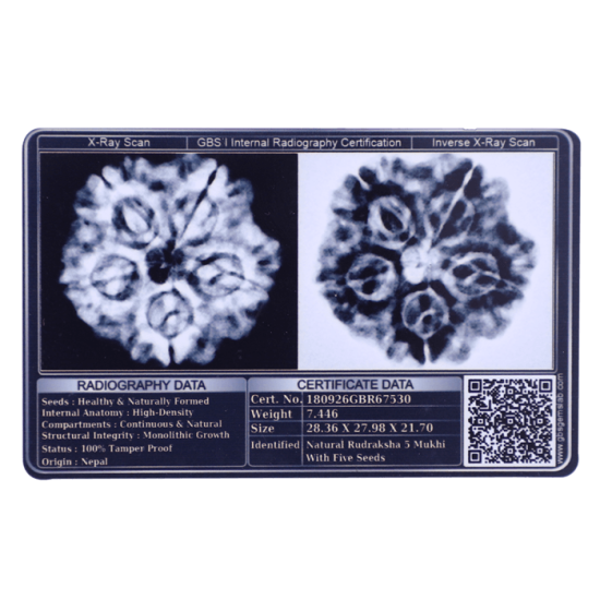 5 Mukhi Rudraksha Size 27.64 mm (With Lab Certificate) image