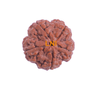 5 Mukhi Rudraksha Size 28.75 mm (Certified)