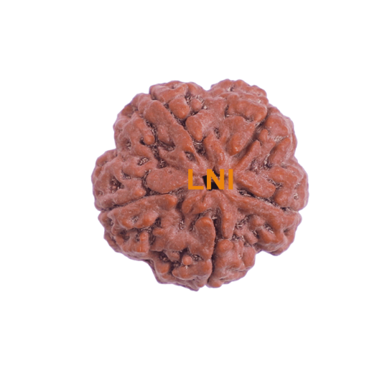 5 Mukhi Rudraksha Size 26.09 mm (Certified) image