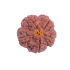 5 Mukhi Rudraksha Size 28.75 mm (Certified)