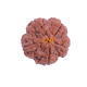 5 Mukhi Rudraksha Size 26.09 mm (Certified) image