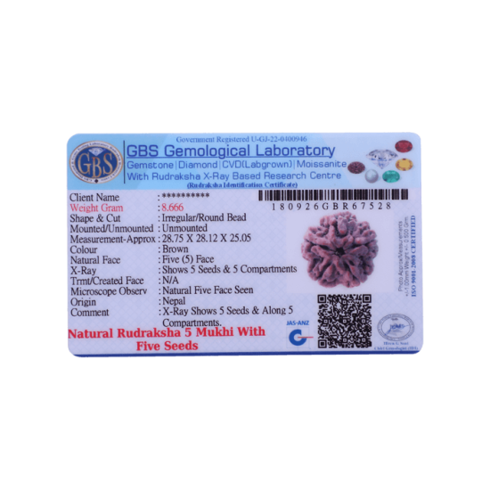 5 Mukhi Rudraksha Size 26.09 mm (Certified) image