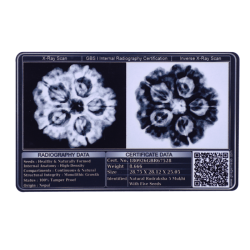 5 Mukhi Rudraksha Size 28.75 mm (Certified)