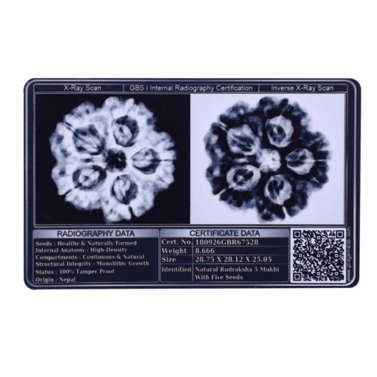 5 Mukhi Rudraksha Size 26.09 mm (Certified) image