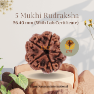 5 Mukhi Rudraksha Size 26.40 mm (Certified) 4.74gms