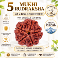 5 Mukhi Rudraksha Size 22-24 mm (Certified)