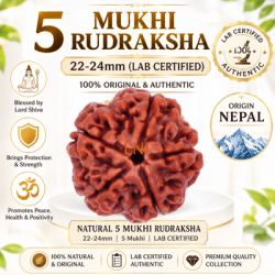 5 Mukhi Rudraksha Size 22-24 mm (Certified)