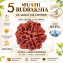 5 Mukhi Rudraksha Size 22-24 mm (Certified)