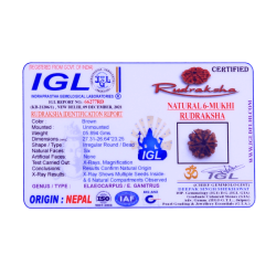 6 Mukhi Size 27.31mm (Certified)