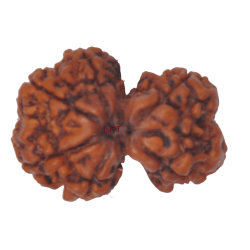 6 Mukhi Gauri Shankar Rudraksha Size: 31.50mm (Certified)