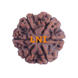 6 Mukhi Size 25.05 mm (Certified)