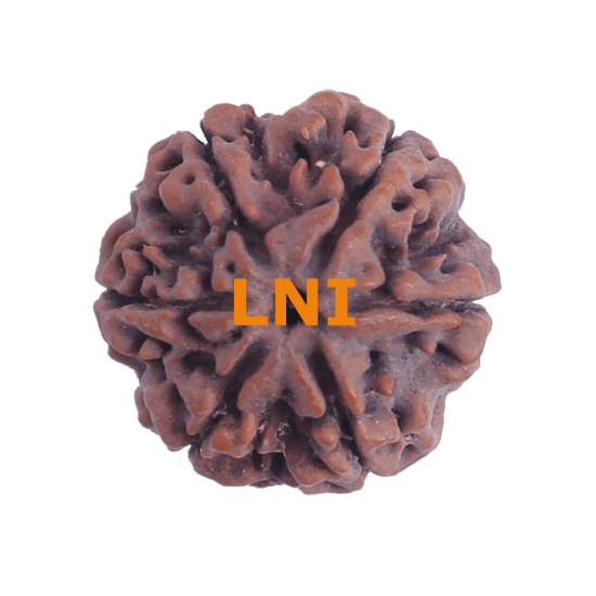 6 Mukhi Size 23.57 mm (Certified) image