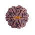 6 Mukhi Size 25.05 mm (Certified)