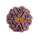 6 Mukhi Size 23.57 mm (Certified) image