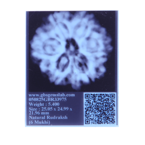 6 Mukhi Size 23.57 mm (Certified) image