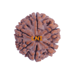 6 Mukhi Size 25.08 mm (Certified)