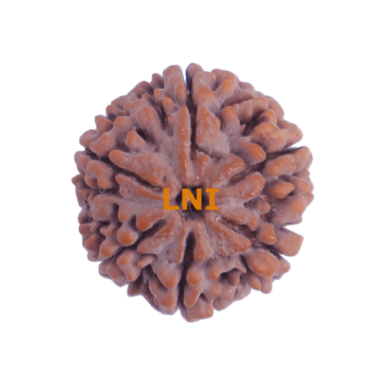 6 Mukhi Size 24.11 mm (Certified) Rudraksha, 6 Mukhi Rudraksha, 6 Mukhi Rudraksha from Nepal image