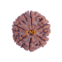 6 Mukhi Size 25.08 mm (Certified)