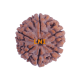 6 Mukhi Size 24.11 mm (Certified) Rudraksha, 6 Mukhi Rudraksha, 6 Mukhi Rudraksha from Nepal image