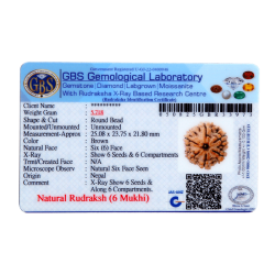 6 Mukhi Size 25.08 mm (Certified)