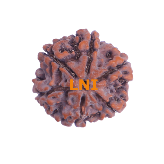 6 Mukhi Size 25.63 mm (Certified) Rudraksha, 6 Mukhi Rudraksha, 6 Mukhi Rudraksha from Nepal image