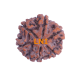 6 Mukhi Size 25.63 mm (Certified) Rudraksha, 6 Mukhi Rudraksha, 6 Mukhi Rudraksha from Nepal image