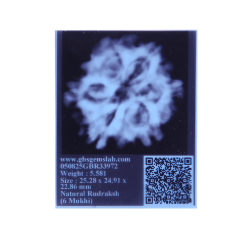 6 Mukhi Size 25.28 mm (Certified)