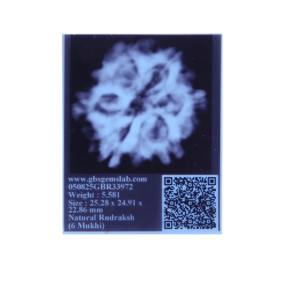 6 Mukhi Size 25.63 mm (Certified) Rudraksha, 6 Mukhi Rudraksha, 6 Mukhi Rudraksha from Nepal image