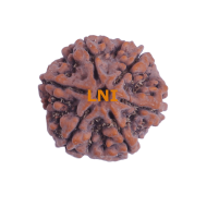 6 Mukhi Size 25.30 mm (Certified)