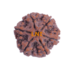 6 Mukhi Size 25.30 mm (Certified)