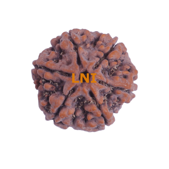6 Mukhi Size 25.70 mm (Certified) image