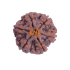 6 Mukhi Size 25.30 mm (Certified)