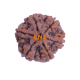 6 Mukhi Size 25.70 mm (Certified) image