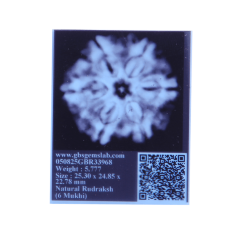 6 Mukhi Size 25.30 mm (Certified)