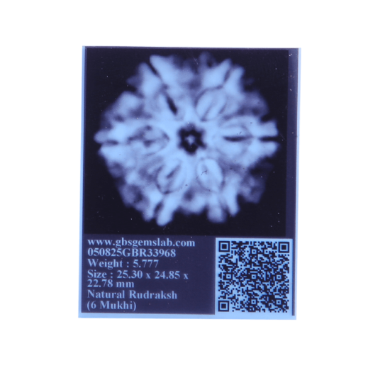 6 Mukhi Size 25.70 mm (Certified) image