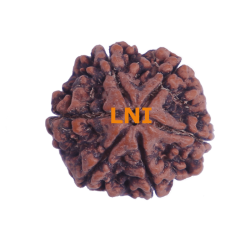 6 Mukhi Size 26.80 mm (Certified)