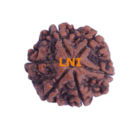 6 Mukhi Size 27.37 mm (Certified)(6 seeds in X-ray) image