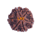 6 Mukhi Size 27.37 mm (Certified)(6 seeds in X-ray) image