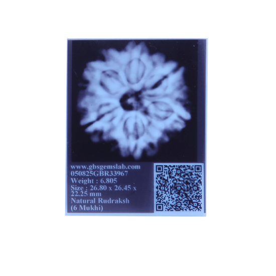 6 Mukhi Size 27.37 mm (Certified)(6 seeds in X-ray) image
