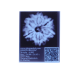 6 Mukhi Size 27.37 mm (Certified)(6 seeds in X-ray) image
