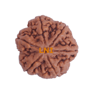6 Mukhi Size 28.15 mm (Certified)