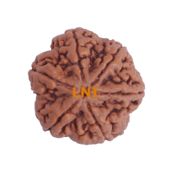 6 Mukhi Size 28.15 mm (Certified)