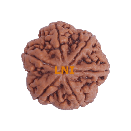 6 Mukhi Size 27.17 mm (Certified)(6 seeds in X-ray) Rudraksha, 6 Mukhi Rudraksha, 6 Mukhi Rudraksha from Nepal image
