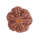 6 Mukhi Size 27.17 mm (Certified)(6 seeds in X-ray) Rudraksha, 6 Mukhi Rudraksha, 6 Mukhi Rudraksha from Nepal image