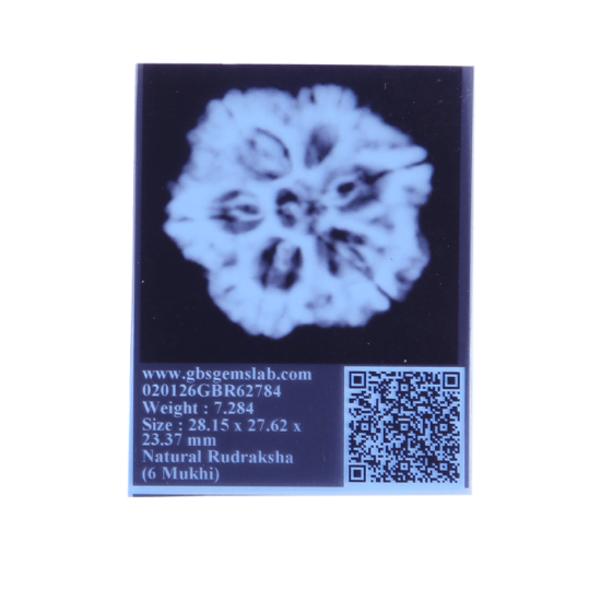 6 Mukhi Size 27.17 mm (Certified)(6 seeds in X-ray) Rudraksha, 6 Mukhi Rudraksha, 6 Mukhi Rudraksha from Nepal image