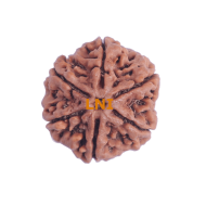 6 Mukhi Size 28.55 mm (Certified)