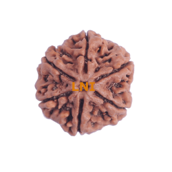 6 Mukhi Size 28.55 mm (Certified)