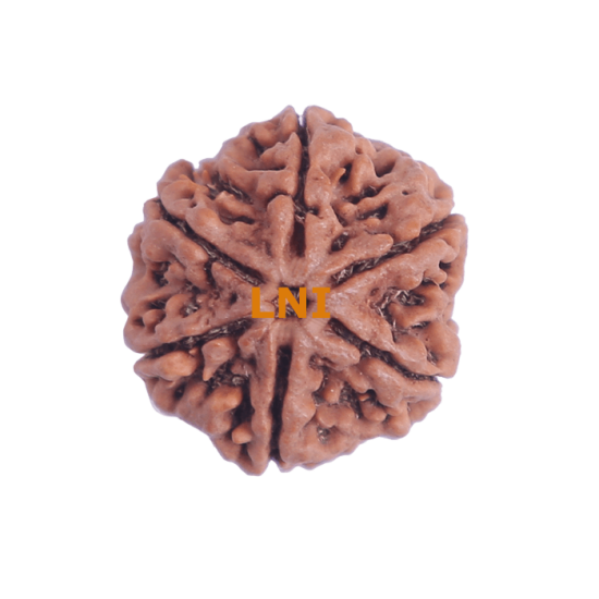 6 Mukhi Size 27.10 mm (Certified)(6 Seeds in X-ray) image